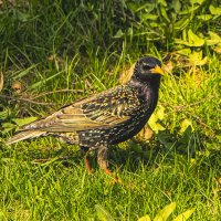 Серьёзный. :: Петр Беляков