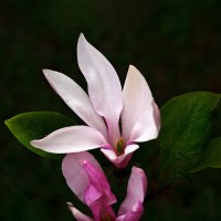 Пора цветения магнолии в Свенском саду :: Евгений Пора цветения магнолии в Свенском саду :: Евгений