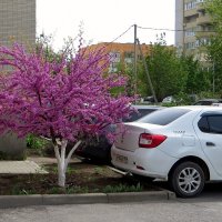 Ветки церциса буквально облеплены ярко-розовыми цветочками :: Татьяна Смоляниченко