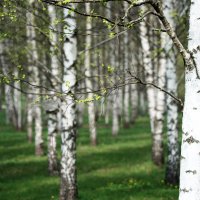 **** :: Владимир Безбородов