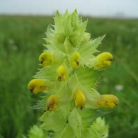 Погремок большой :: Anna Ivanova