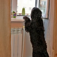 Ждёшь своего принца?.. :: Светлана Ждёшь своего принца?.. :: Светлана