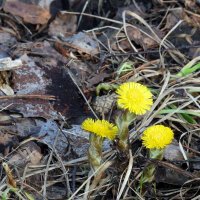 Весенний первоцвет :: Юрий Велицкий