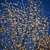 Весенние зарисовки 99 :: Алексей Кузнецов