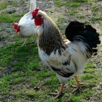 Первый парень на деревне! :: Михаил Колосов Первый парень на деревне! :: Михаил Колосов