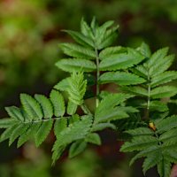 24 апреля :: краснов юрий 