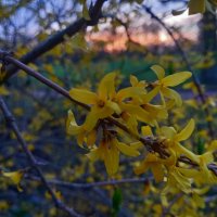 Форзиция на закате :: Сапсан 