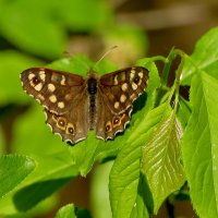 снятые сегодня бабочки 4 :: Александр Прокудин