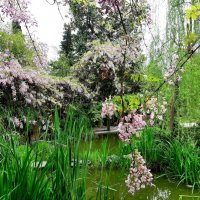 ГЛИЦИНИЯ :: Tata Wolf