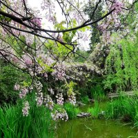 ГЛИЦИНИЯ :: Tata Wolf