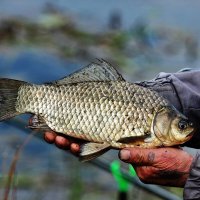 Вот такие караси водятся в нашей речушке Свинцовке. :: Восковых Анна Васильевна 