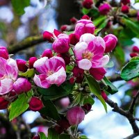 Цвет японской яблони :: Милешкин Владимир Алексеевич Цвет японской яблони :: Милешкин Владимир Алексеевич