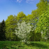 Нежные краски весны :: Ольга Нежные краски весны :: Ольга