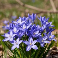 Первоцветы :: Ольга Первоцветы :: Ольга