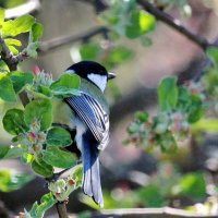 Синичка на старой яблоне. :: Восковых Анна Васильевна 