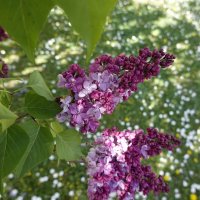 Цветёт сирень душистая, Собою так пленит... :: Галина 