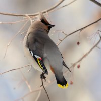 Свиристель. :: Виктор Иванович Чернюк Свиристель. :: Виктор Иванович Чернюк