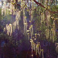 Май...Березовые сережки! :: Владимир 