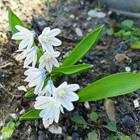 Полосатый сквилл :: Любовь Сахарова