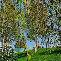 Милые березки. :: Vladimir Semenchukov Милые березки. :: Vladimir Semenchukov