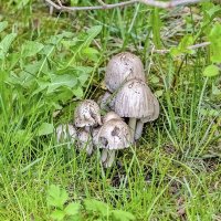 Вот и грибы пошли :: Валерий Иванович