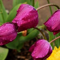 После дождя :: Юрий. Шмаков