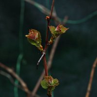 Виноград :: Юрий Гайворонскiий Виноград :: Юрий Гайворонскiий