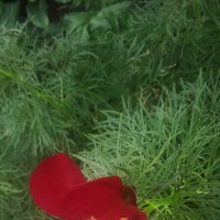 цветы как  звёзды :: Елена Шаламова