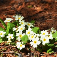 Москва. Ботанический сад МГУ. :: Наташа ***** Москва. Ботанический сад МГУ. :: Наташа *****