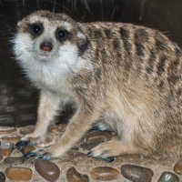 Мой зоопарк - СУРИКАТА :: Владимир Максимов