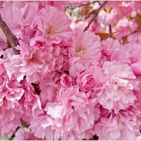 Буйное цветение сакуры. :: Валерия Комова Буйное цветение сакуры. :: Валерия Комова