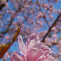 цветы сакуры :: ИРЭН@ .