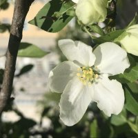 Прелестная нежность цветущих садов :: Pippa Прелестная нежность цветущих садов :: Pippa