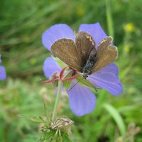 Голубянка и щитник :: Anna Ivanova