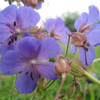 Герань отцветает :: Anna Ivanova