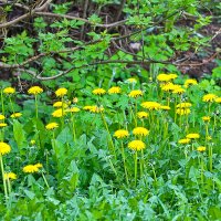 Вот и одуванчиковое время пришло :: Светлана 