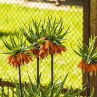 Распустились. :: Петр Беляков