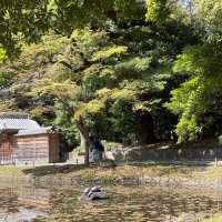 Черепахи в токийском парке :: Елена 