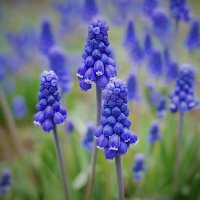 Весенние мотивы :: Svetlana Galvez