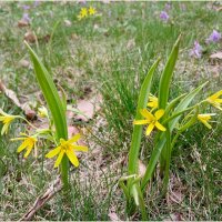 Гусиный лучок. :: Лия ☼ Гусиный лучок. :: Лия ☼