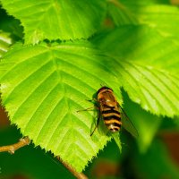 природа апреля 8 :: Александр Прокудин природа апреля 8 :: Александр Прокудин