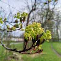 Клён :: Сапсан Клён :: Сапсан