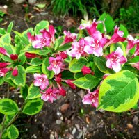 ВЕЙГЕЛА :: Tata Wolf ВЕЙГЕЛА :: Tata Wolf