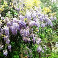 ГЛИЦИНИЯ :: Tata Wolf