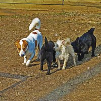 Май...Собачья свадьба! :: Владимир 