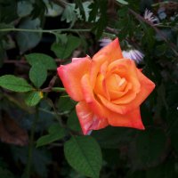 Оранжевая  роза :: Валентин Семчишин