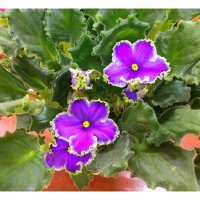 Pro фиалки :: Alisia La DEMA