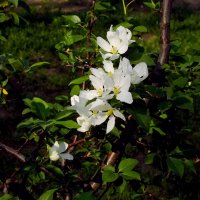 Веточки - цветочки :: Фёдор Меркурьев