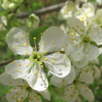 Вишневый цвет :: Елена Семигина Вишневый цвет :: Елена Семигина