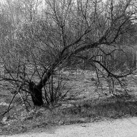 Иссохшее дерево :: Игорь Солдаткин